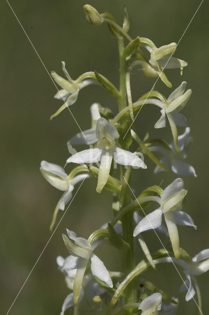 Lesser Butterfly-orchid (Platanthera bifolia)
