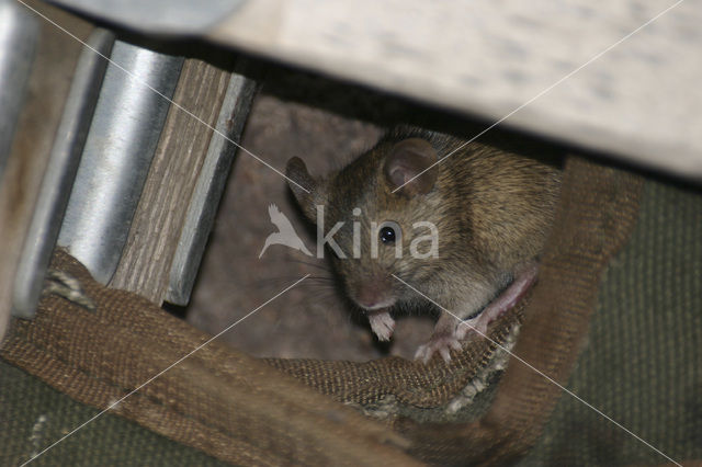 Westelijke huismuis (Mus domesticus)