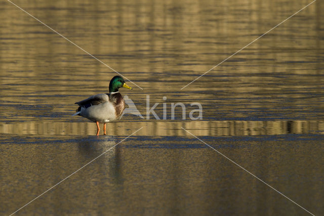 Mallard