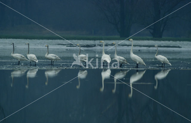 Whooper Swan (Cygnus cygnus)