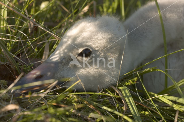 Whooper Swan (Cygnus cygnus)