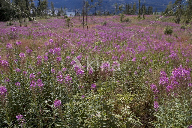 Wilgeroosje (Chamerion angustifolium)