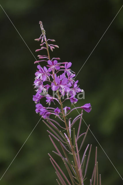 Wilgeroosje (Chamerion angustifolium)