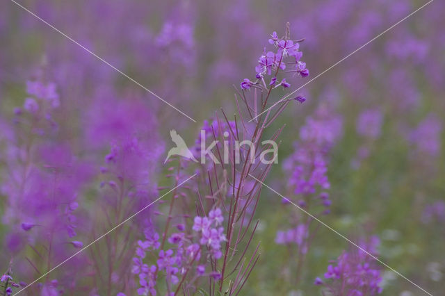 Wilgeroosje (Chamerion angustifolium)