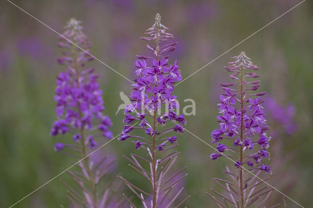 Wilgeroosje (Chamerion angustifolium)