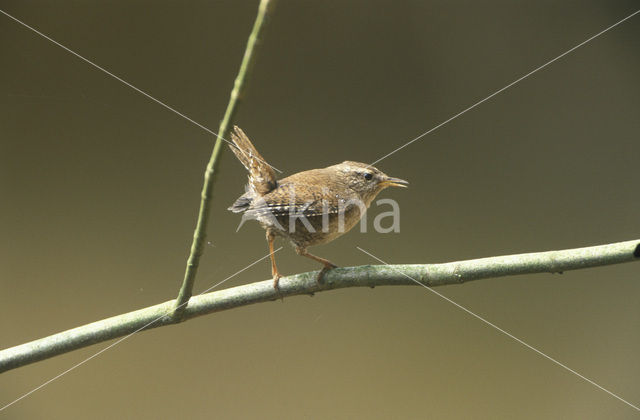 Winterkoning (Troglodytes troglodytes)