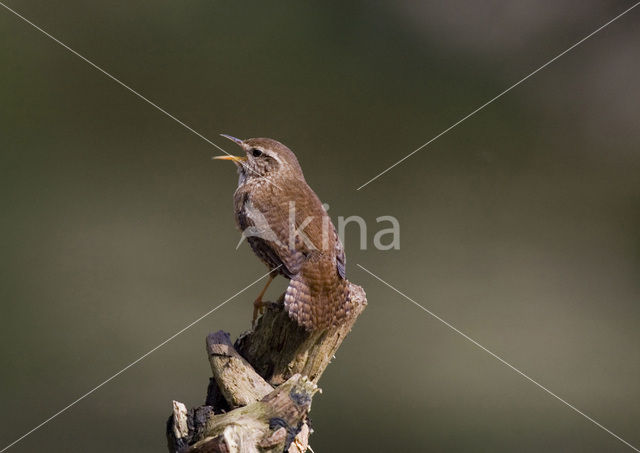 Winterkoning (Troglodytes troglodytes)