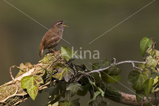 Winterkoning (Troglodytes troglodytes)