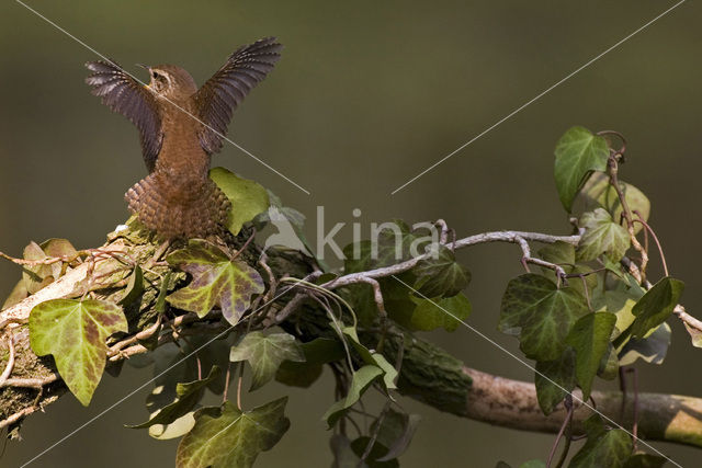 Winterkoning (Troglodytes troglodytes)