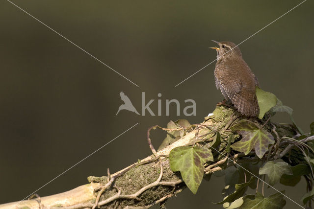 Winterkoning (Troglodytes troglodytes)