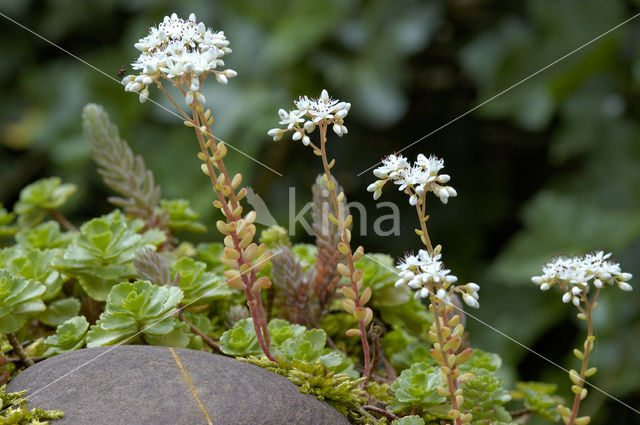 Wit vetkruid (Sedum album)