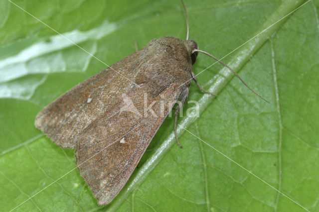 White-point (Mythimna albipuncta)