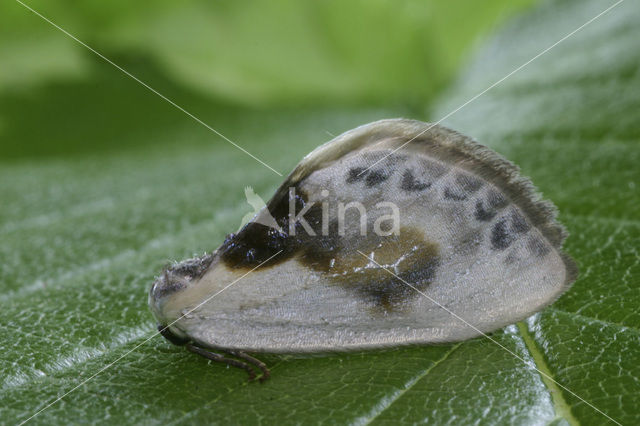 Witte eenstaart (Cilix glaucata)