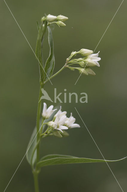 Witte engbloem (Vincetoxicum hirundinaria)