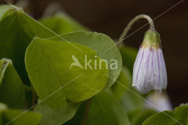 Wood-sorrel (Oxalis acetosella)
