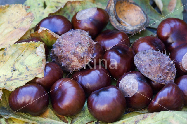 Horse-chestnut (Aesculus hippocastanum)