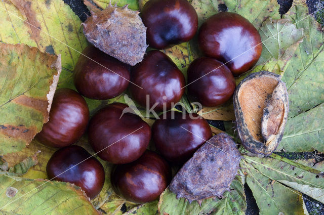 Horse-chestnut (Aesculus hippocastanum)