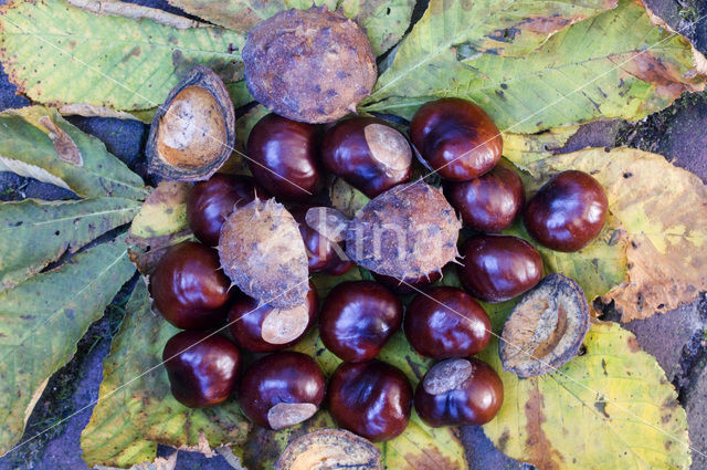 Witte paardenkastanje (Aesculus hippocastanum)