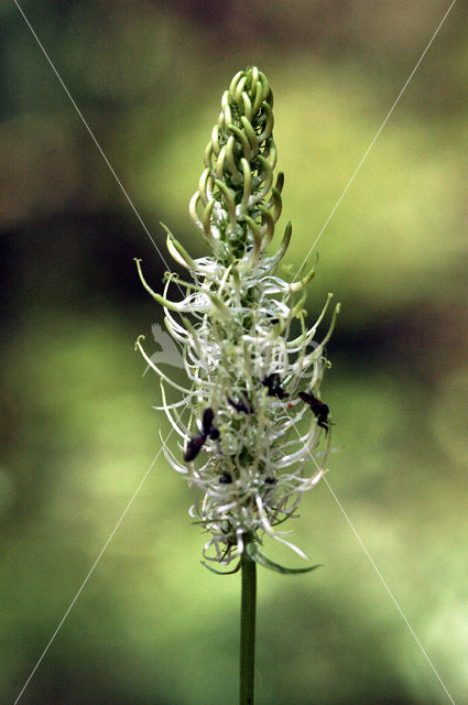 Witte rapunzel (Phyteuma spicatum ssp. spicatum)