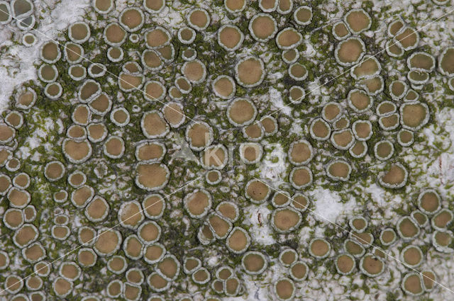 Witte schotelkorst (Lecanora chlarotera)