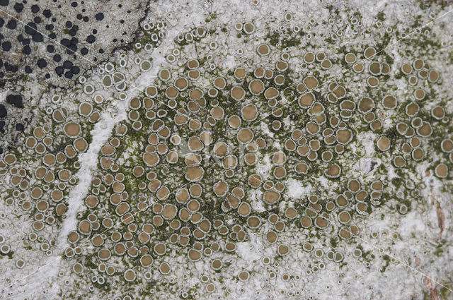 rim lichen (Lecanora chlarotera)