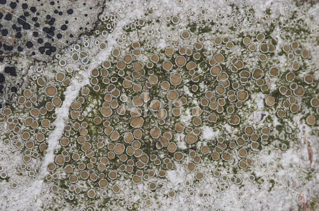 Witte schotelkorst (Lecanora chlarotera)