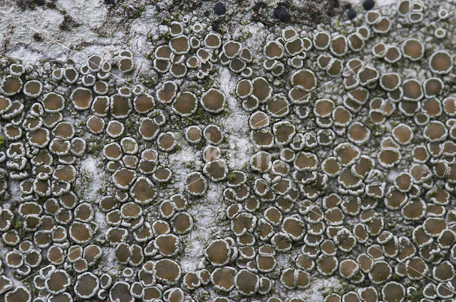 Witte schotelkorst (Lecanora chlarotera)