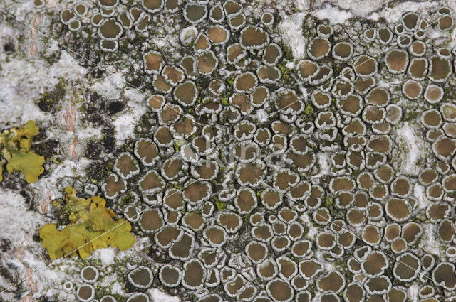 rim lichen (Lecanora chlarotera)