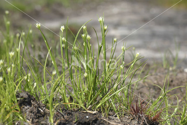 Witte snavelbies (Rhynchospora alba)