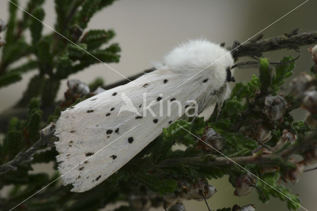 Witte tijger (Spilosoma lubricipeda)