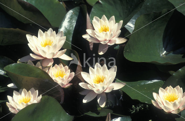 White Waterlily (Nymphaea alba)