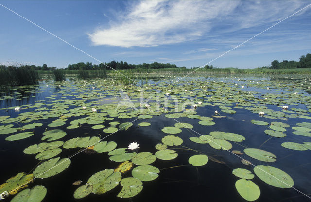 Witte waterlelie (Nymphaea alba)