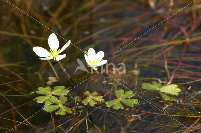 Witte waterranonkel (Ranunculus ololeucos)