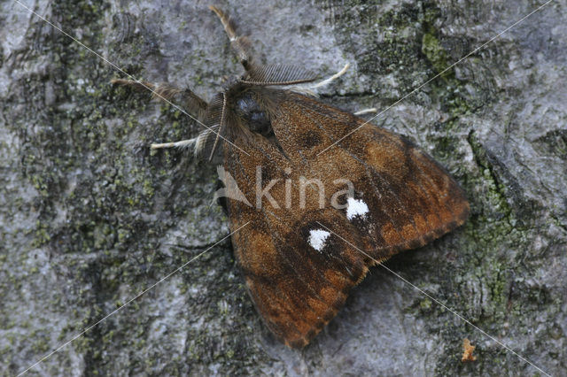 The Vapourer (Orgyia antiqua)
