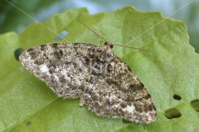 Brindled White-spot (Parectropis similaria)