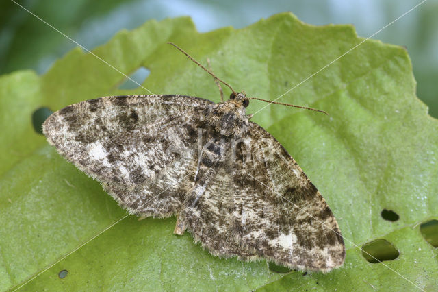 Witvlekspikkelspanner (Parectropis similaria)