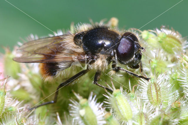 Cheilosia illustrata