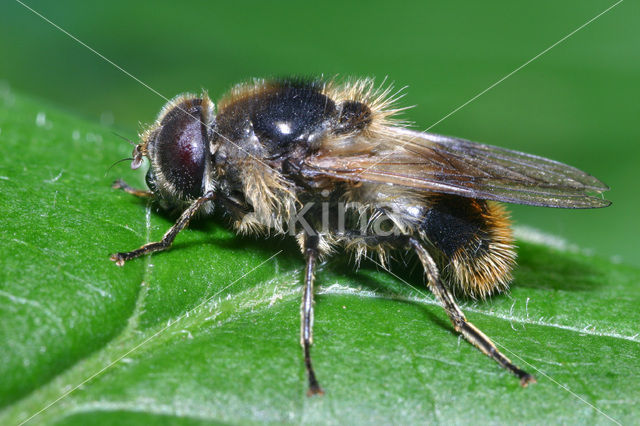 Cheilosia illustrata