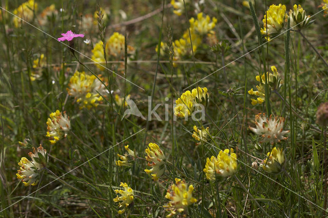 Wondklaver (Anthyllis vulneraria)