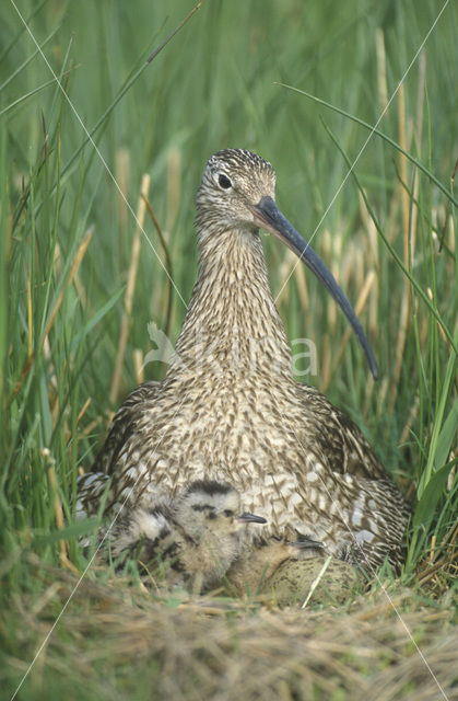 Eurasian Curlew (Numenius arquata)