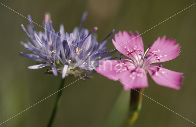 Sheep’s-bit (Jasione montana)