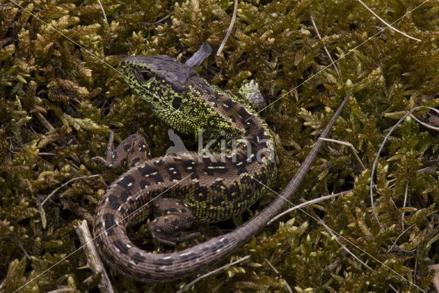 Zandhagedis (Lacerta agilis)