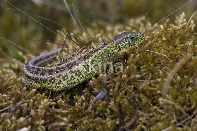 Zandhagedis (Lacerta agilis)