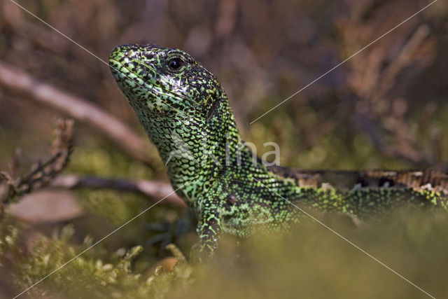 Zandhagedis (Lacerta agilis)