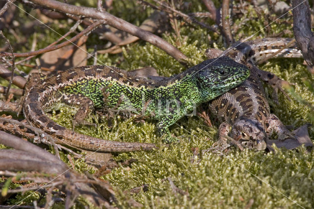 Zandhagedis (Lacerta agilis)