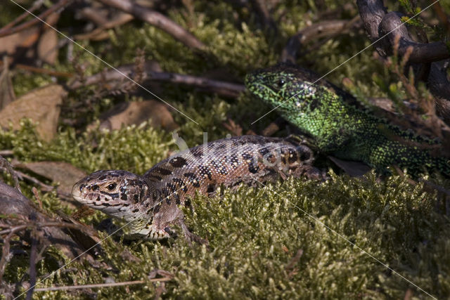 Zandhagedis (Lacerta agilis)