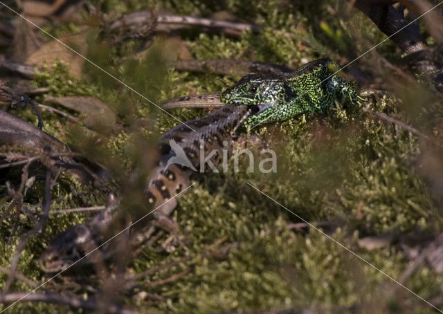 Sand Lizard (Lacerta agilis)