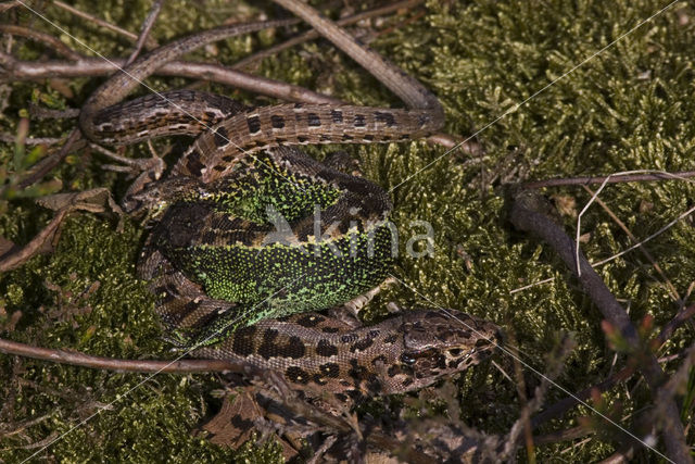 Zandhagedis (Lacerta agilis)