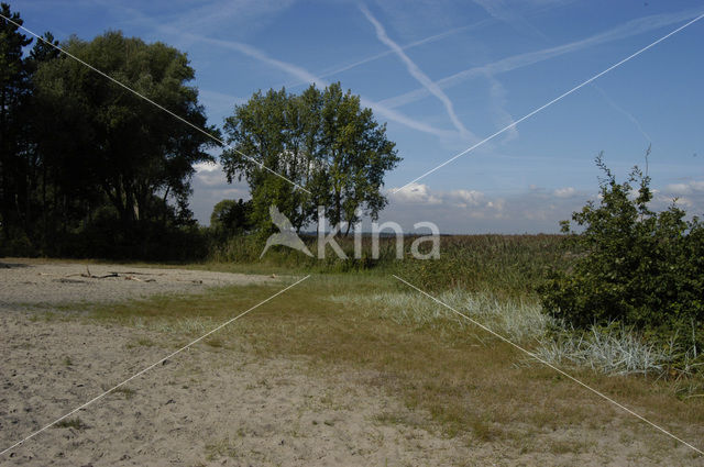 Zandhaver (Leymus arenarius)