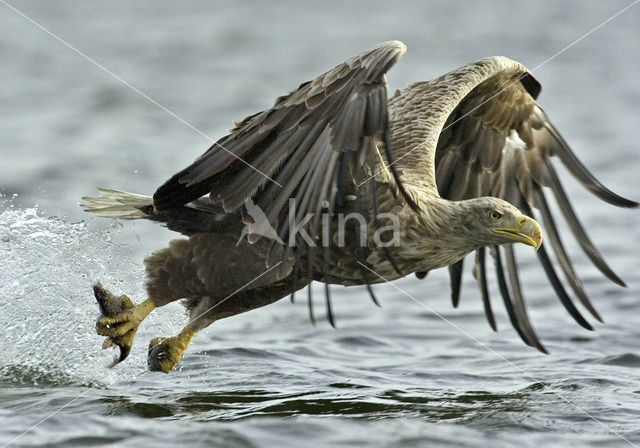 White-tailed Sea Eagle (Haliaeetus albicilla)